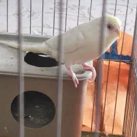 مرغ عشق ماده با قفسش