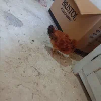 جوجه روستایی.   ۴ماهه