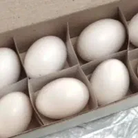 تخم کبوتر