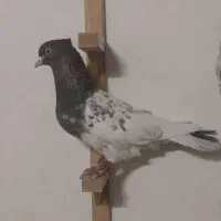 کفتر|پرنده|شیروان (خراسان), |دیوار