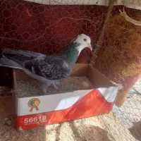 فروش فوری کبوتر