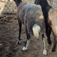 2راس گوسفند تقلی بره قربانی