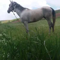 اسب