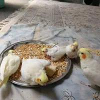 جوجه عروس هلندی  لوتینو ،