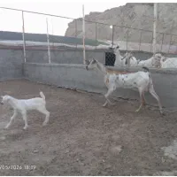 بز دورگ سومالی هیکل دار