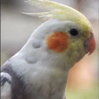 عروس هلندی پیدا شده