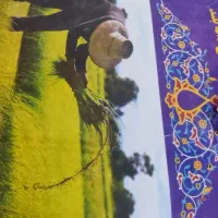 برنج جی تی سی 15شل دارم