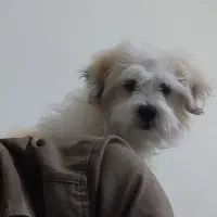 شیتزو تریکالر 4ماهه