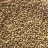بذریونجه رنجر امریکایی وهمدانی ومحلی دیم وابی