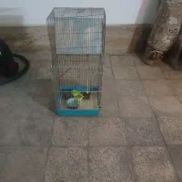 فروش قفس