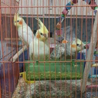 عروس هلندی
