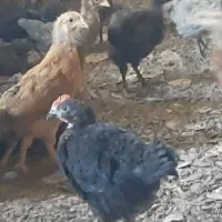 جوجه ۲ماهه