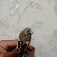 جوجه سهره نشوندار