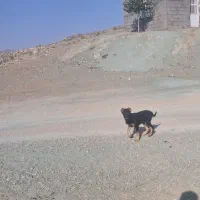 سگ گله ای