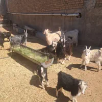 بز بزغاله