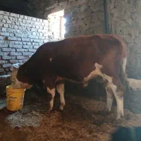 گوساله نر سیمینتال هم گوشتی هم داشتی