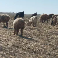 بز وکهره