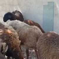 ۸ راس میش دوقلو زاجوان