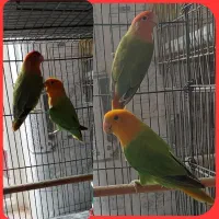 جفت کوتوله اوپال تخم وجوجه ای