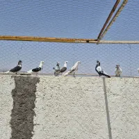 کفتر