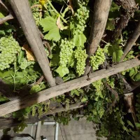 غوره|خوردنی و آشامیدنی|تبریز, |دیوار
