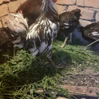 خروس گلین