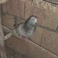 کفتر پلاکی عالی