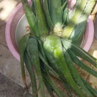 فروش برگ الوعه ورا
