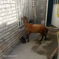 بره نر