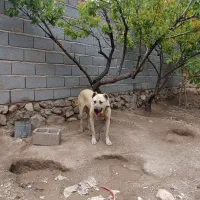 سگ سراب