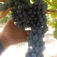 انگور