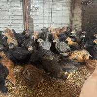 فروش جوجه محلی اصل اصل مشکی پا مشکی دو ماه و نیمه
