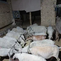 فروش میش لاکن فرانسوی خالی آبستن شیشک بره ماده