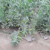 اکیپ کار کشاورزی تا ۱۵ نفر دارم هر کسی خواست