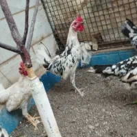 دو عدد خروس گلین