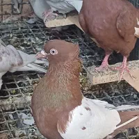 کفتر یا کبوتر