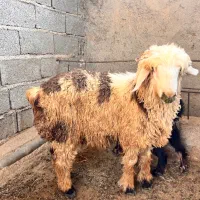گوشت بره (گوسفند)