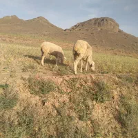 بره لاکن