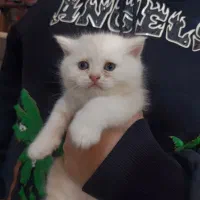 بریتیش اصیل از پدر و مادر وارداتی