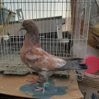 کبوتر کله ای  هندی برنجی