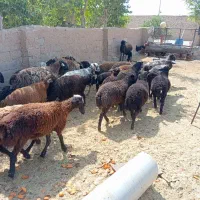 بره نر 18راس