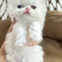 گربه پرشین  عروسکی