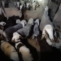 بره. شیشک.میش.قوچ