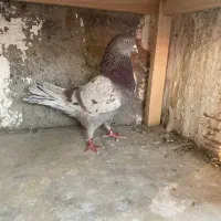 هشت عدد کفتر یجایی آگهی رو کامل بخون
