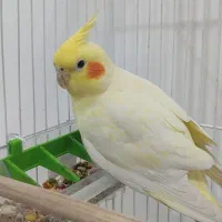 عروس هلندی