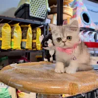 پرشین اگزوتیک سیلور کمیاب به همراه وسایل و غذا