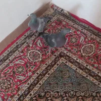 کبوتر مگس آلمانی