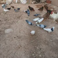 کبوتر  رنگی وپلاکی