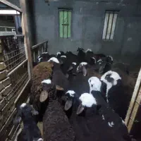 میش و بره فروش بصورت یکجا