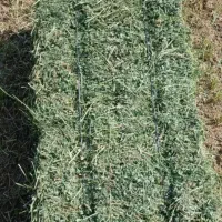 یونجه